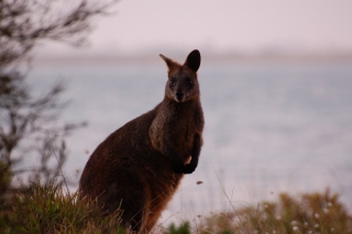 Black Swamp Wallabies, our latest happy hoppers