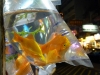 Goldfish for sale