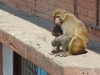 Rhesus macaque
