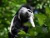 AngolanColobus