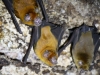 Bats3
