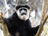 GColobus