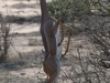 Gerenuk2