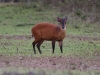 HRDuiker