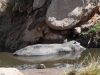 Hippo