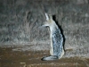 Jackal