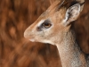 KirksDikdik