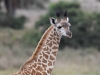 MGiraffe