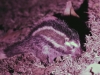 ManedRat
