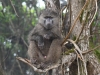 OBaboon