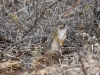 SGSquirrel
