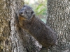STreeHyrax