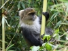 SykesMonkey2