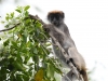 TanaRColobus