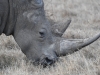 WRhino