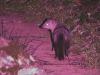 WTMongoose