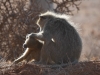 YBaboon