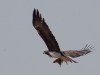 Martial eagle