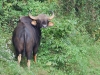 Georgeous gaur