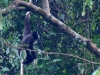 White-handed gibbon