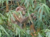 Pig-tailed macaque