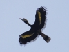 Great hornbill