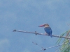 Stork-billed kingfisher