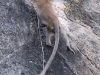 Macaque mountaineer