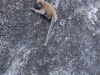Baby mountaineer