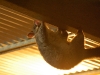 We had wildlife in our lodgings when we accidentally chased a Brush-tailed Possum onto the kitchen ceiling where he got stuck