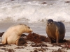\'I say old boy, would you put the kettle on I\'ve had an awfully long day swimming\'