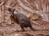 Almost unique to Kangaroo Island, the Tammar Wallaby. But check out our Western Australia blogs: we also saw them in the last place they live on the mainland