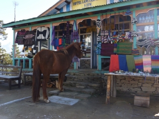 This pony is well looked after - she even gets to go shopping