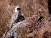 Langur