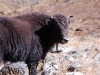 Yak