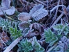 Frosty