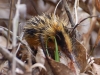 This is a tenrec