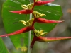 The forest contains a bewildering variety of plants and flowers