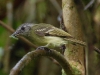 Some are made of muted colours, like this Slaty-headed Flycatcher