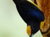 But most, like the Orange-bellied Euphonia, are riots of colour