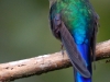 But just look at the incredible detail in a little bird about the size of your thumb (tail excluded)
