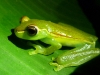 Also this spiffy little green frog