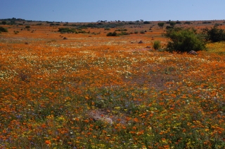 Namaqua's spring display
