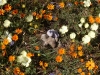 Lying in the flowers