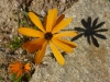 Flower and shadow