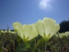Flowers and sunlight