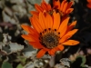 Gazania
