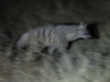 Aardwolf
