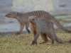 Banded mongoose