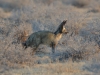 Bat eared fox